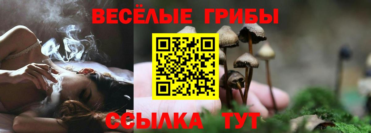 магазин    Псилоцибиновые грибы Cubensis  Вход с VPN  Псилоцибиновые грибы прущие грибы  Тамбов 